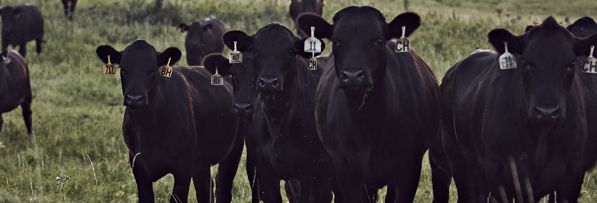 beef parasite management