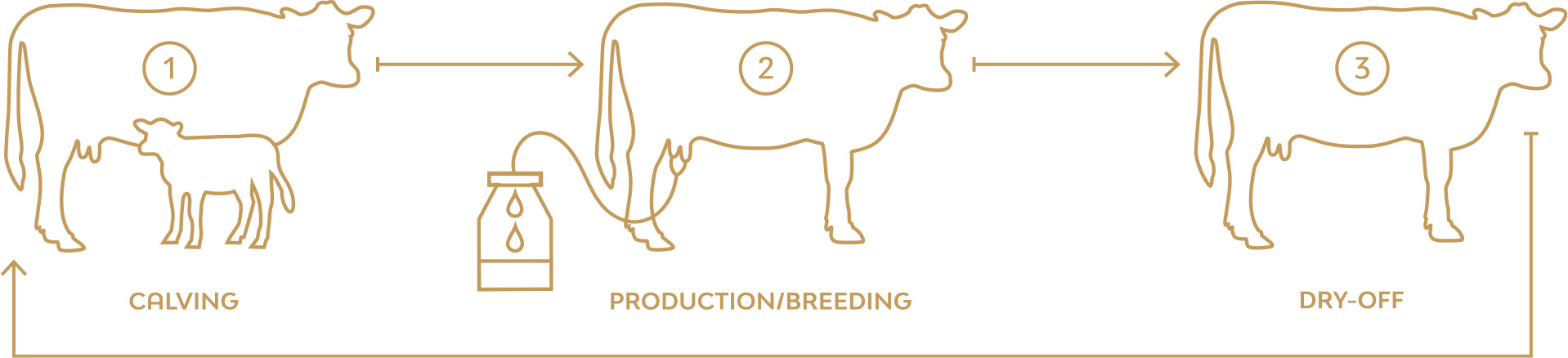 Bovikalc cycle banner.