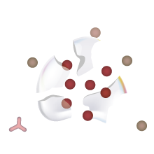 Icon showing Immune cells metabolizing lipid droplets, releasing “hidden” antigens to stimulate an immune response..