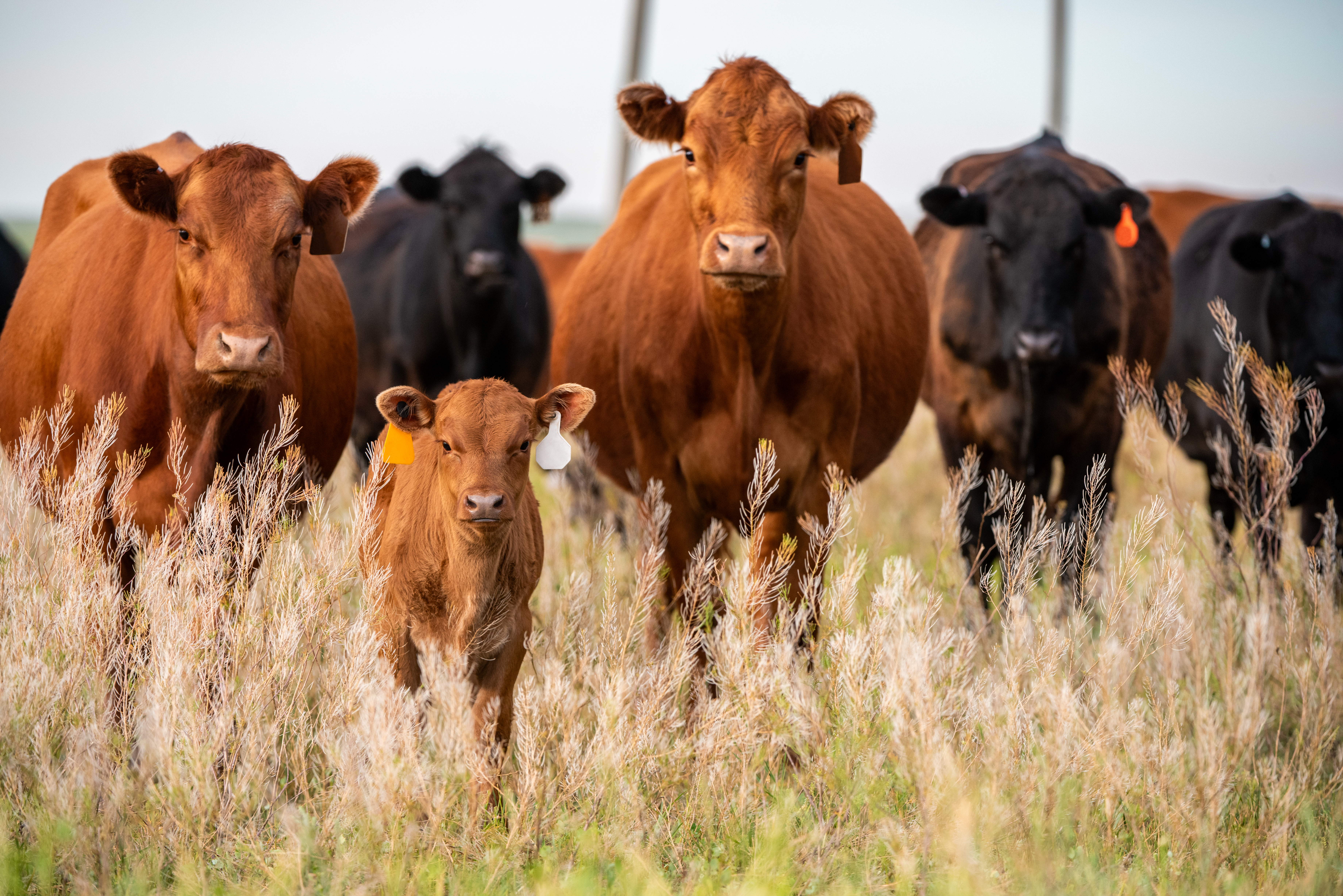 Herd of beef cattle in field to represent stress reduction on beef operation