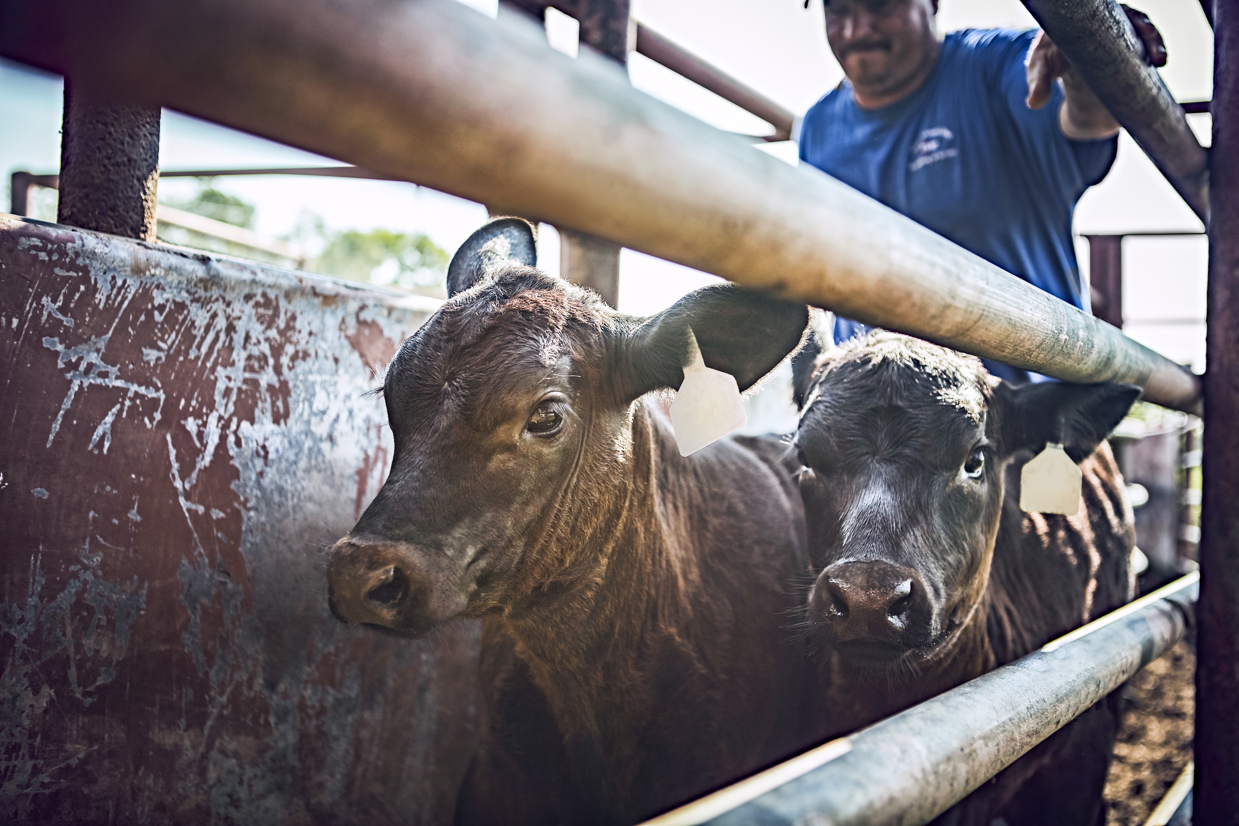 Cattle entering a chute to represent targeted metaphylaxis