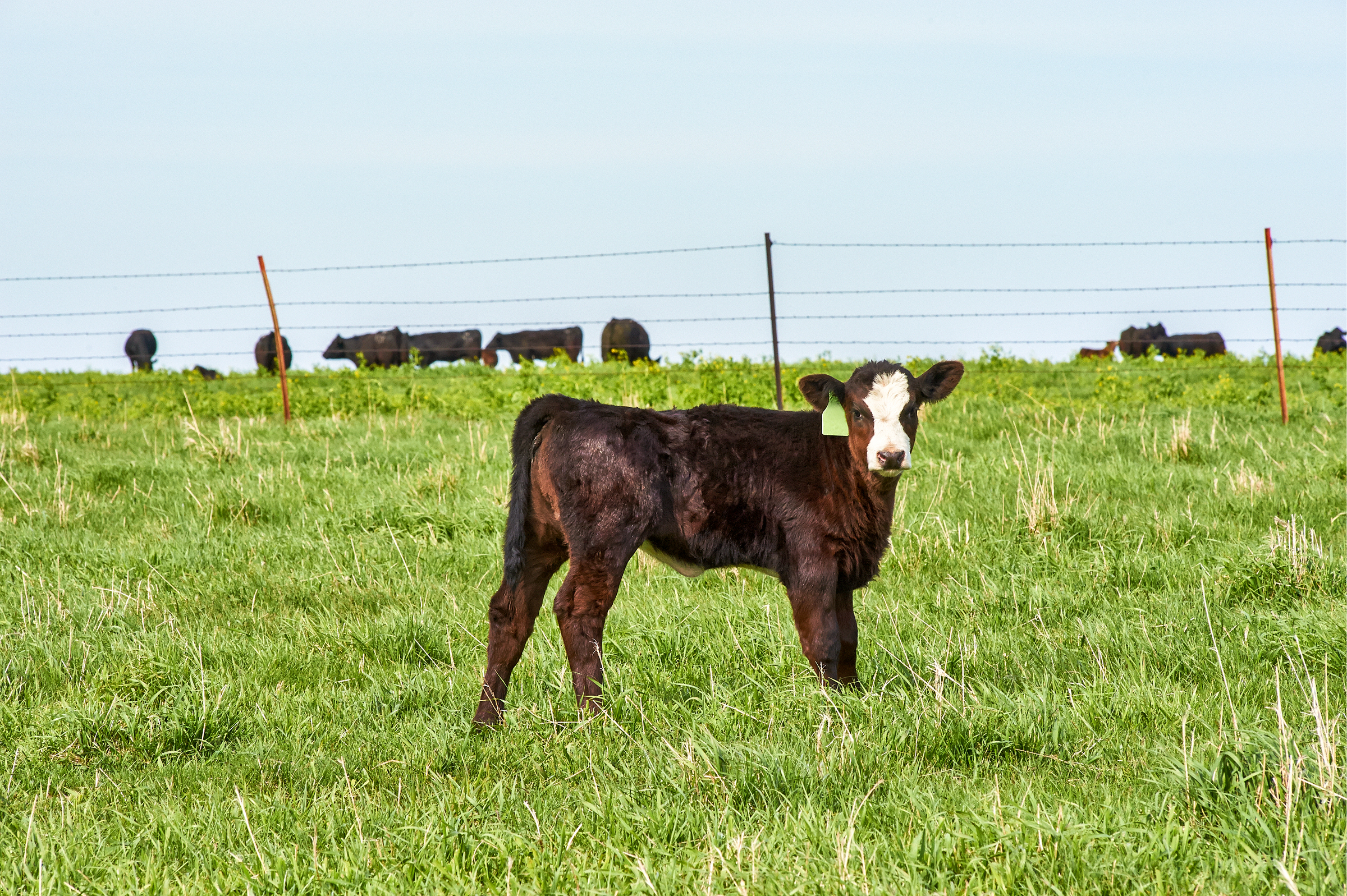 Calf standing a field to represent bovine respiratory disease (BRD)