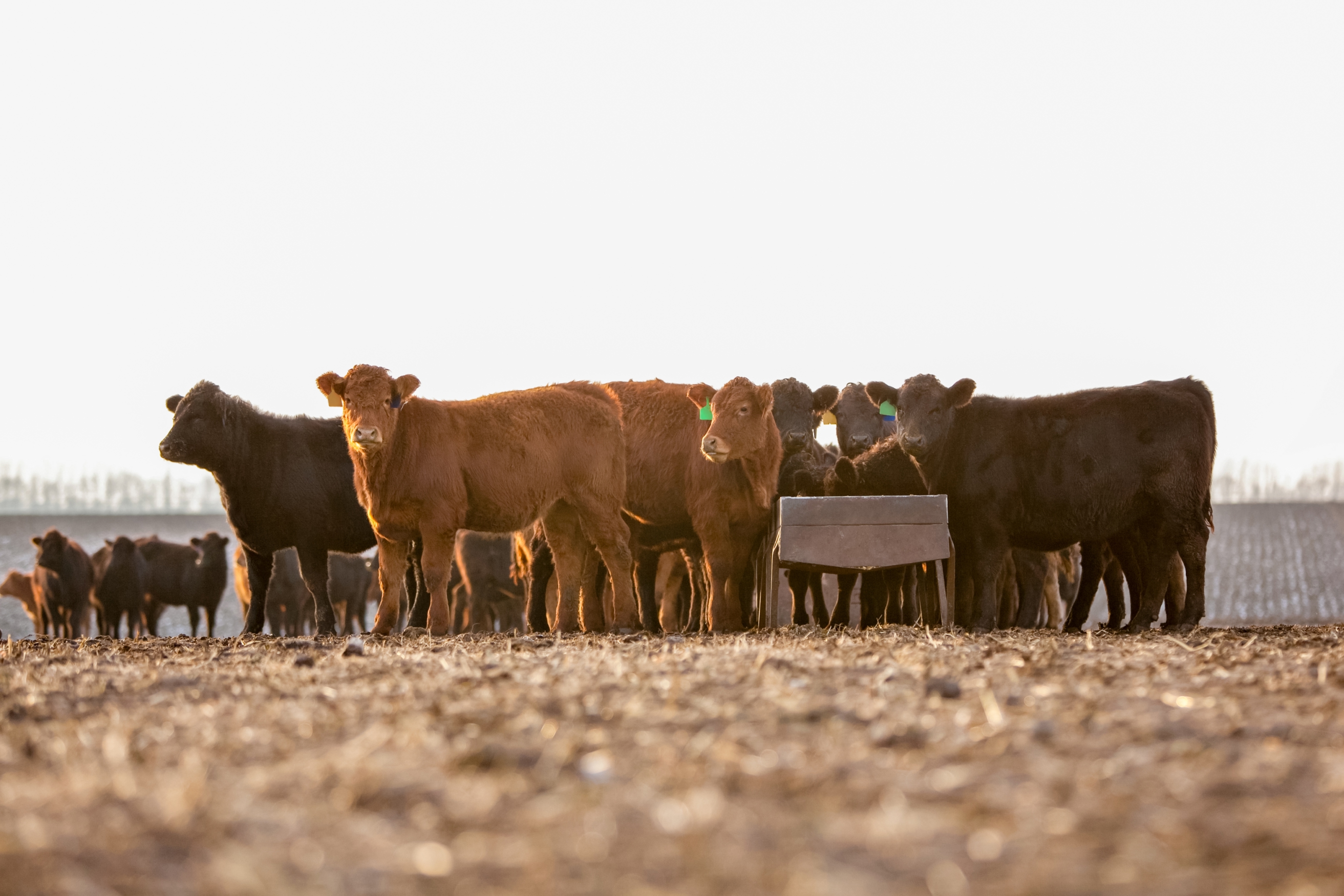 Heifers in a yard to represent pour on deworming