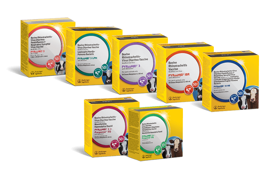 Pyramid Presponse Family