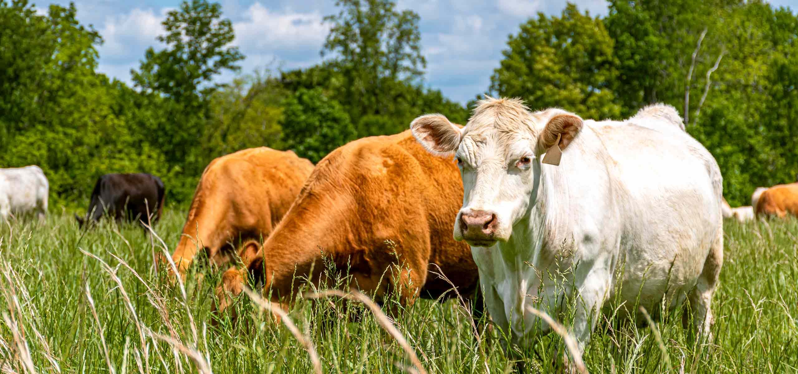 Cattle grazing in field with liver flukes