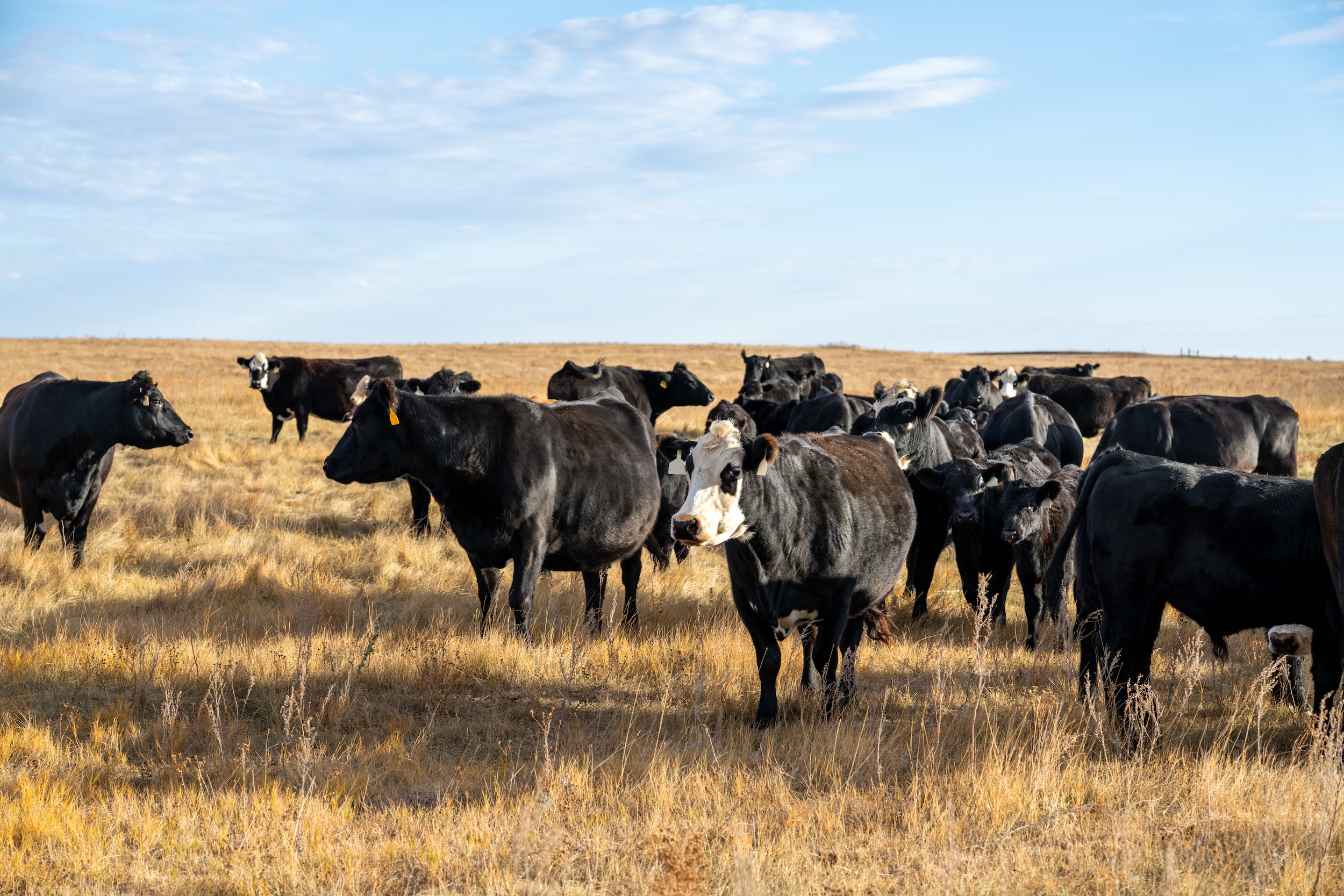beef-cows-black-angus