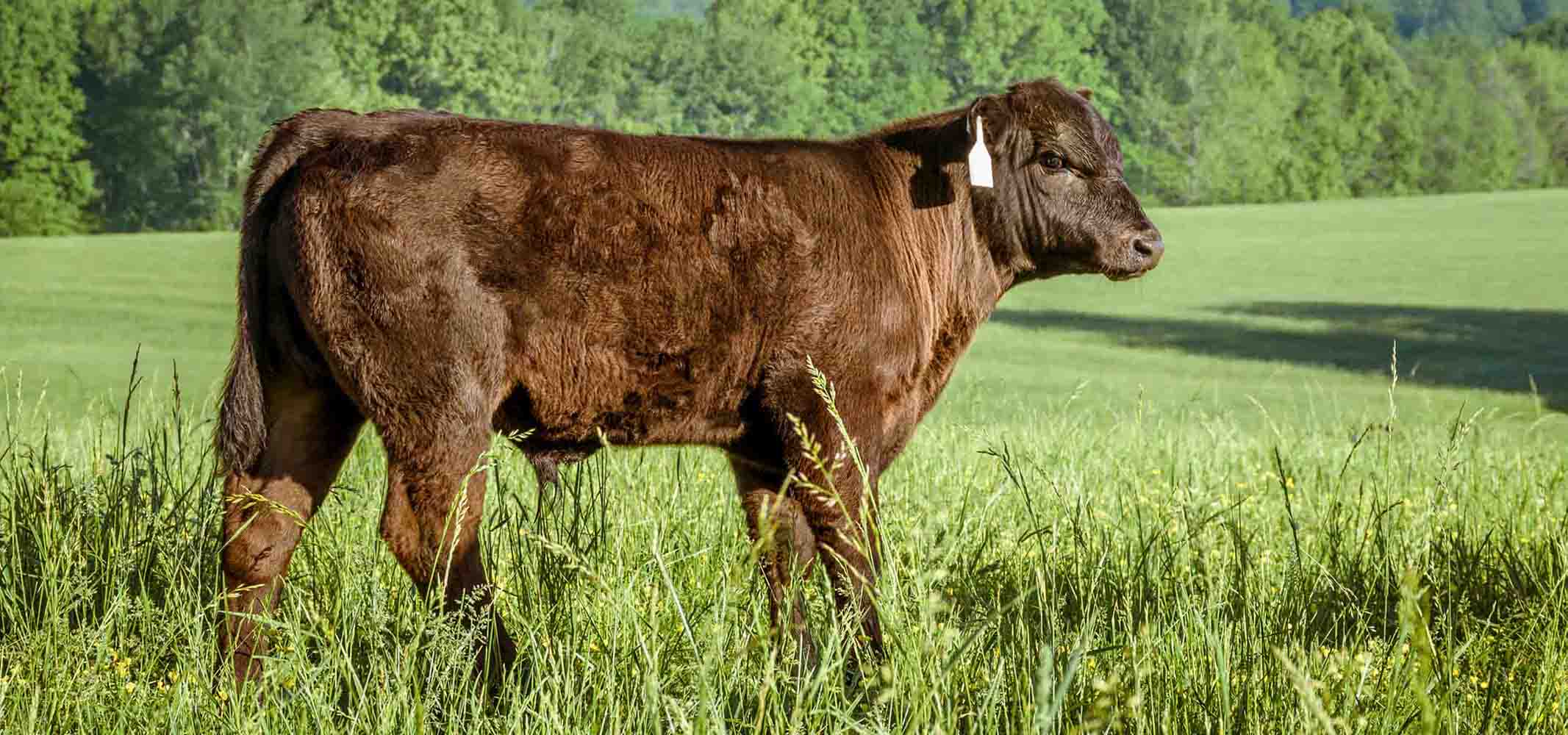  young beef calf stands in a pasture of green grass. 