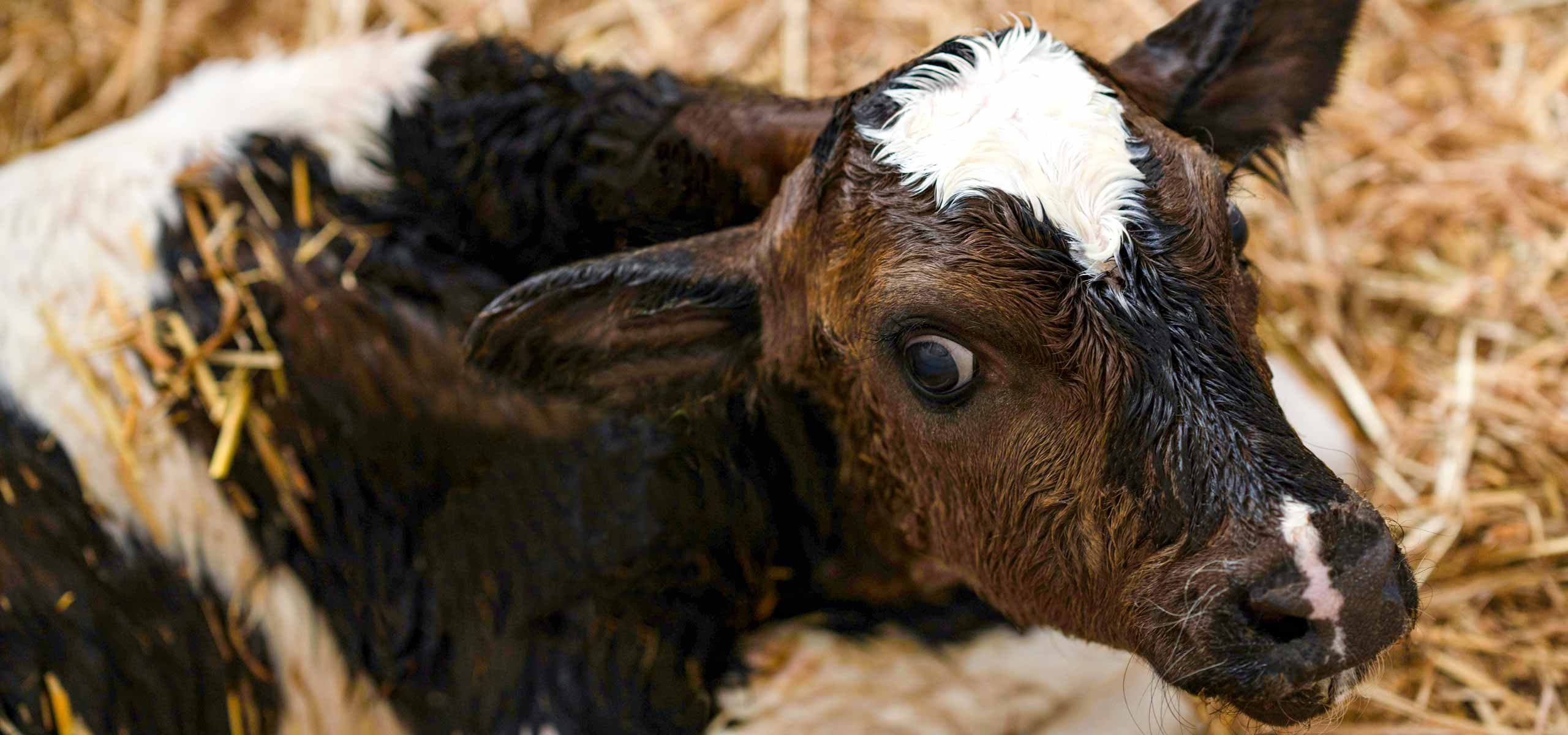 A newborn Holstein calf lies in a bed of straw.