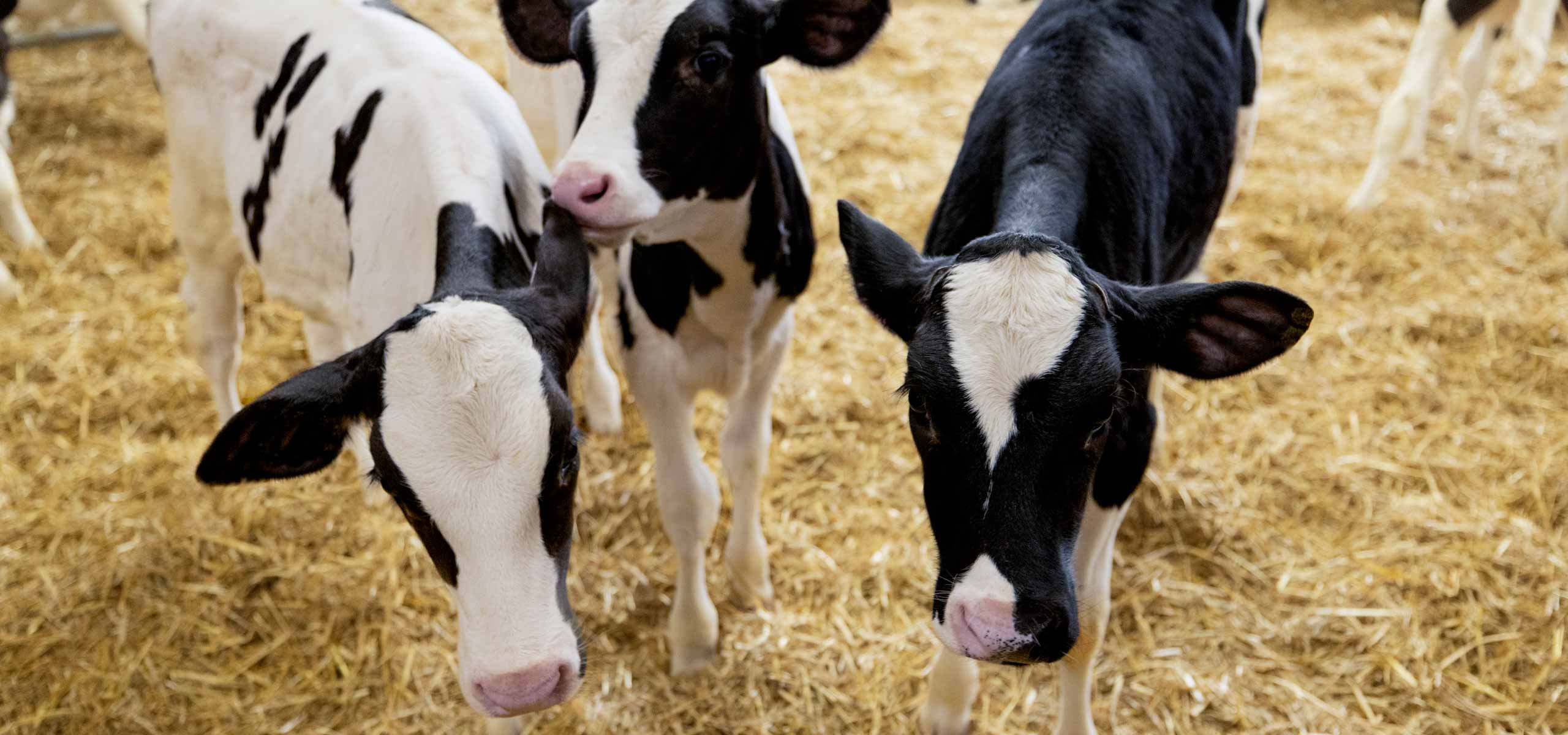 Three Holstein dairy calves standing in a pen with straw bedding.