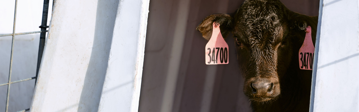 Beef calf standing in a white dairy calf hutch with pink ear tags.