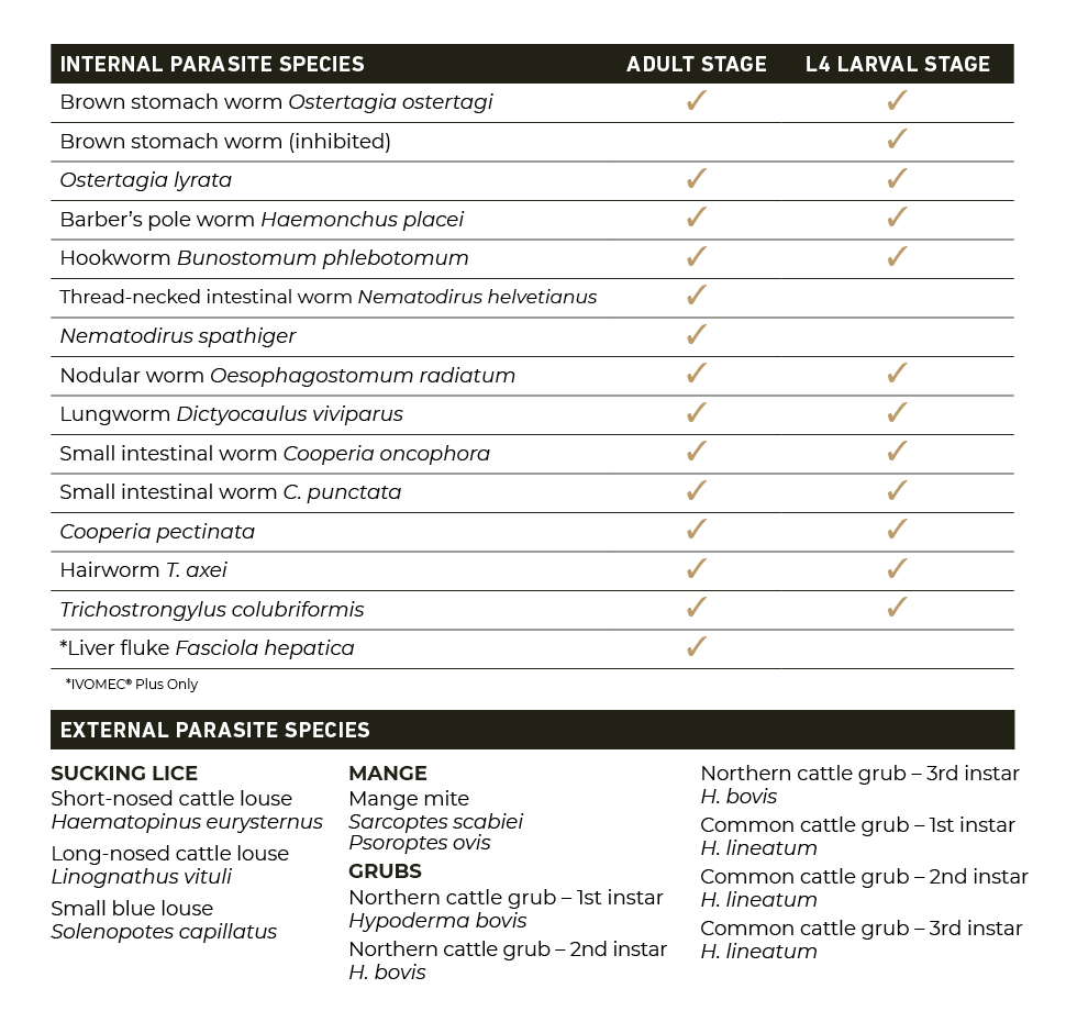  Chart showing parasites that IVOMEC Plus + IVOMEC 1% addresses.  INTERNAL PARASITE SPECIES: Brown stomach worm Ostertagia ostertagi; Brown stomach worm (inhibited); Ostertagia lyrata; Barber's pole worm Haemonchus placei; Hookworm Bunostomum phlebotomum; Twisted wireworm Nematodirus helvetianus; Nematodirus spathiger; Nodular worm Oesophagostomum radiatum; Lungworm Dictyocaulus viviparus; Small intestinal worm Cooperia oncophora; Small intestinal worm C. punctata; Cooperia pectinata; Hairworm T. axei; Trichostrongylus colubriformis; Liver fluke Fasciola hepatica (IVOMEC® Plus Only) EXTERNAL PARASITE SPECIES: SUCKING LICE — Short-nosed cattle louse, Haematopinus eurysternus; Long-nosed cattle louse, Linognathus vituli; Small blue louse, Solenopotes capillatus; Biting louse, Damalinia bovis. MANGE — Mange mite, Sarcoptes scabiei, Psoroptes ovis. GRUBS — Northern cattle grub - Ist instar Hypoderma bovis; Northern cattle gru b - 2nd instar; H. bovis; Northern cattle grub - 3rd instar; H. bovis; Common cattle grub - Ist instar; H. lineatum; Common cattle grub - 2nd instar; H. lineatum; Common cattle grub - 3rd instar; H. lineatum.
