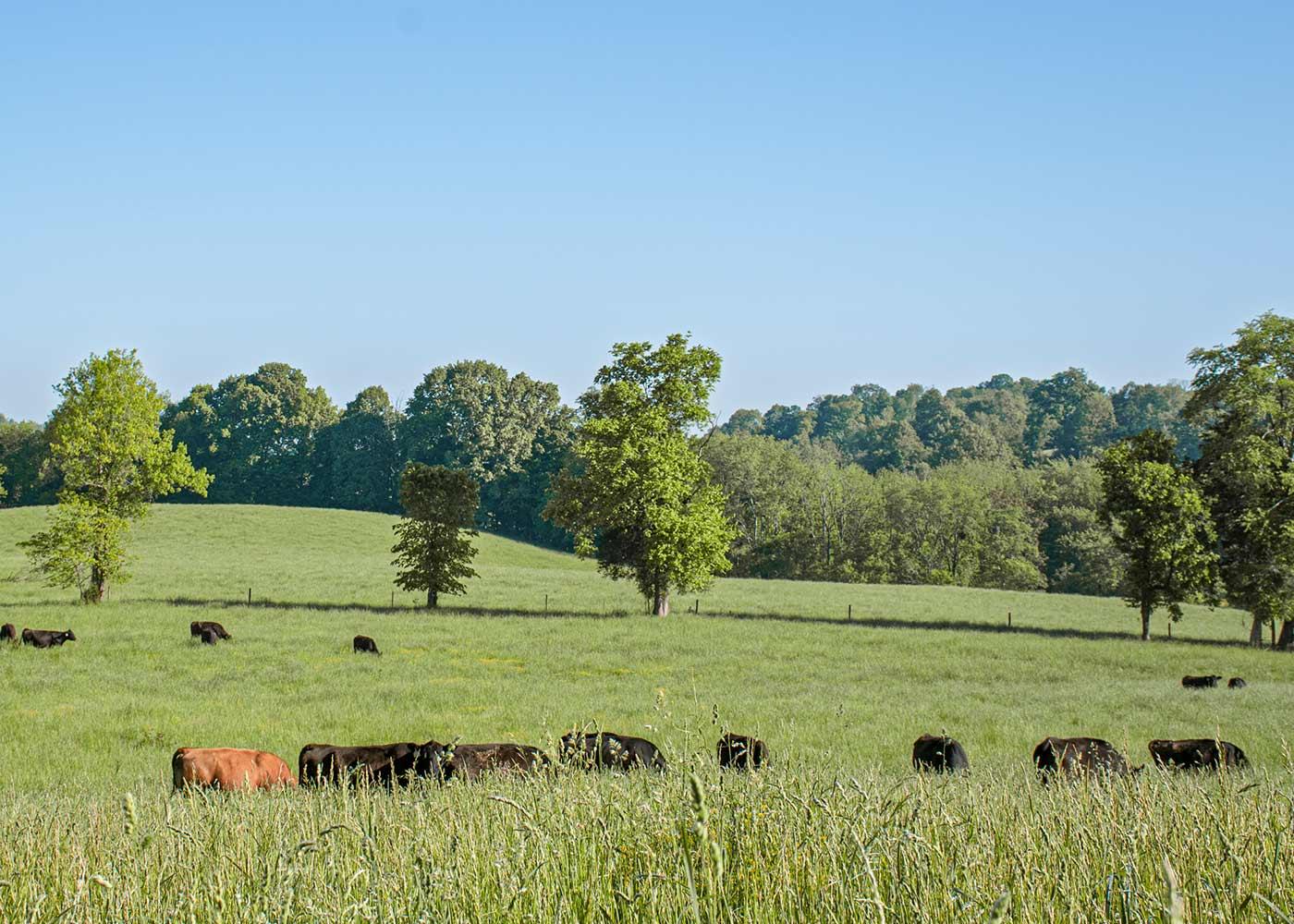 Cattle Grazing in field