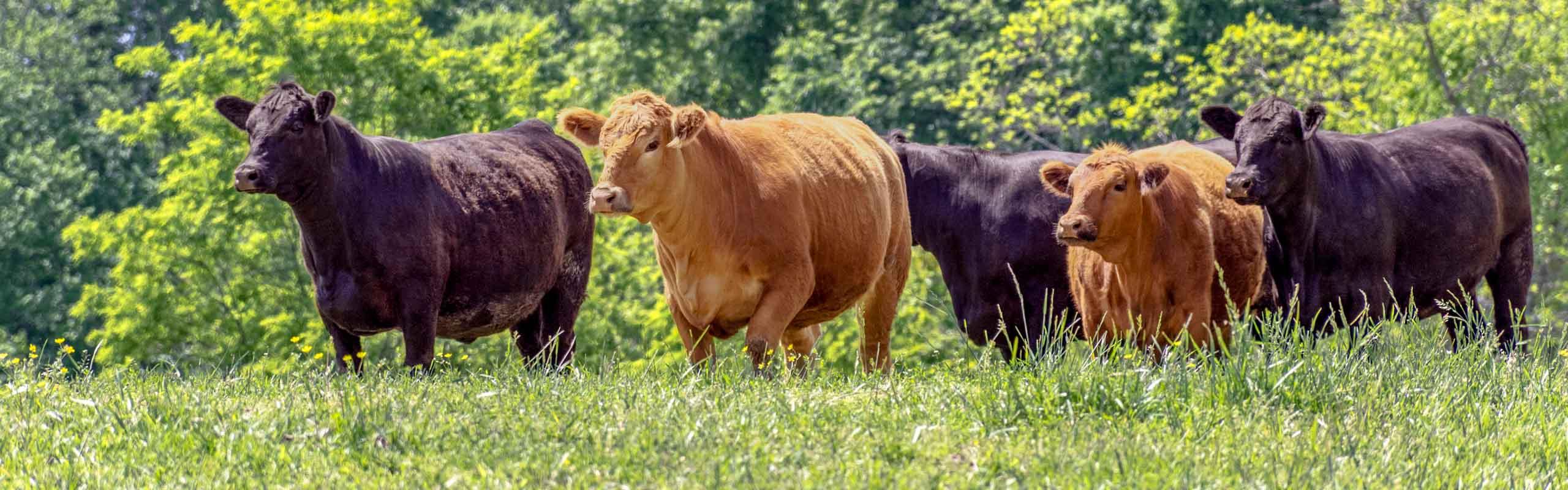 Beef Cattle Health image of steers walking in a field