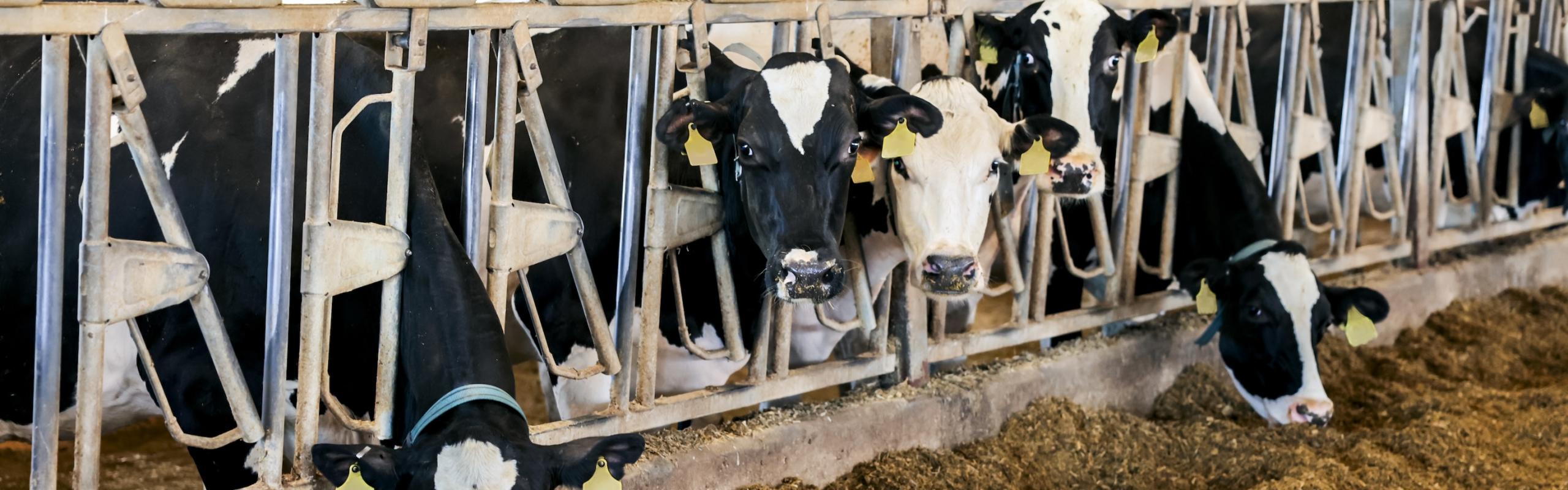 line of dairy cows in a milking barn