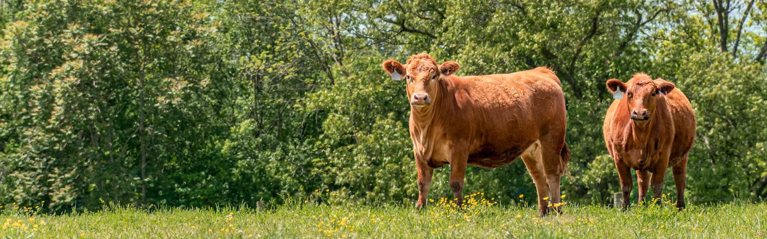 Healthy Heifers Hero Image