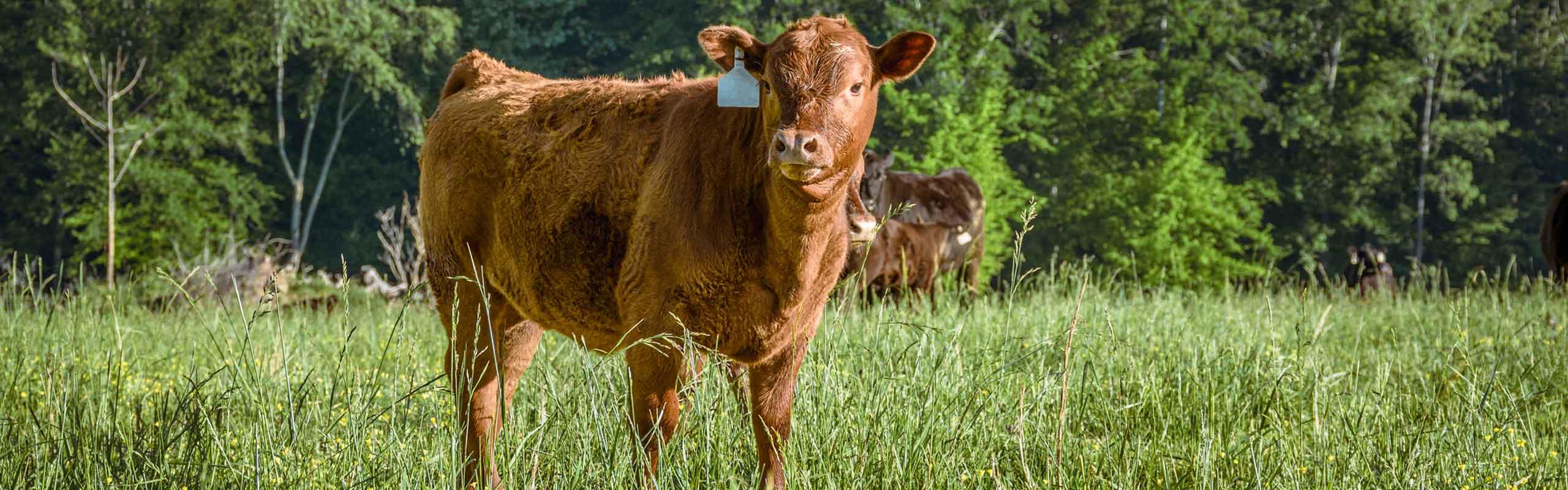 Pyramid Header Image