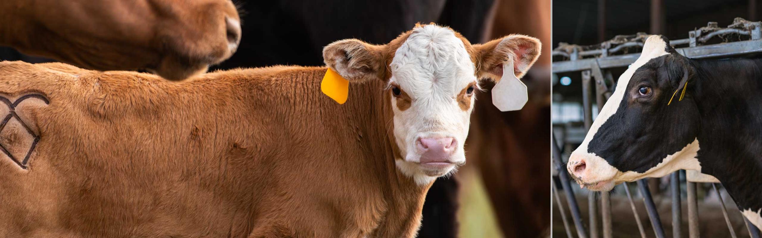 A beef and dairy cattle standing in the field to represent all products