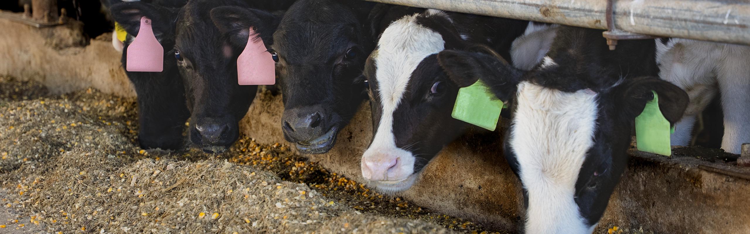 BRD Battle Plan Header