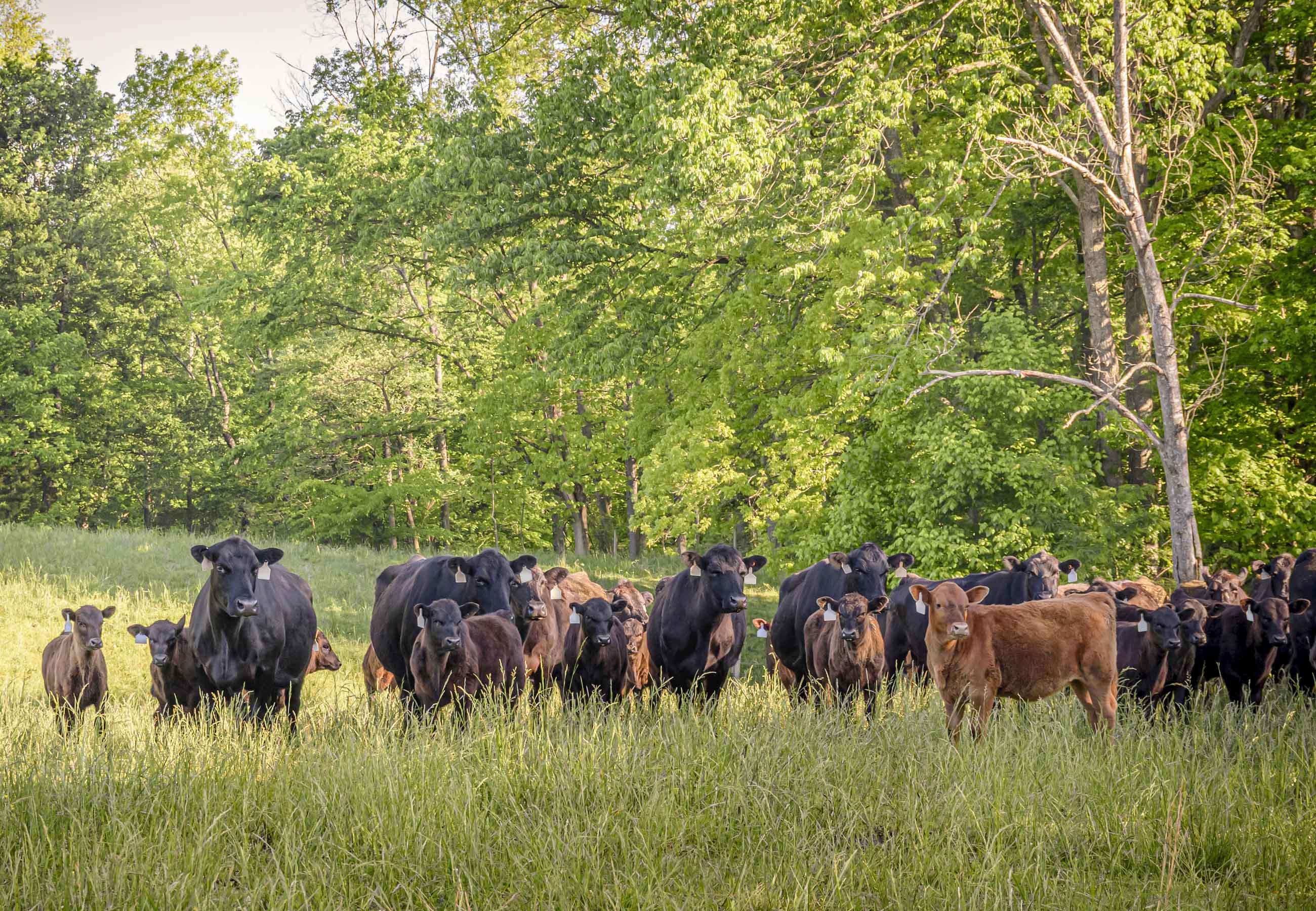 Cows in a field