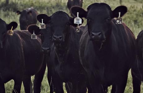 beef parasite management