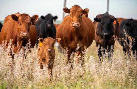 Herd of beef cattle in field to represent stress reduction on beef operation