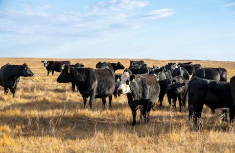 beef-cows-black-angus