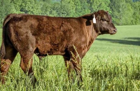  young beef calf stands in a pasture of green grass. 