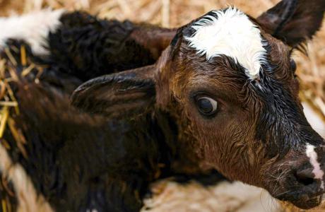 A newborn Holstein calf lies in a bed of straw.