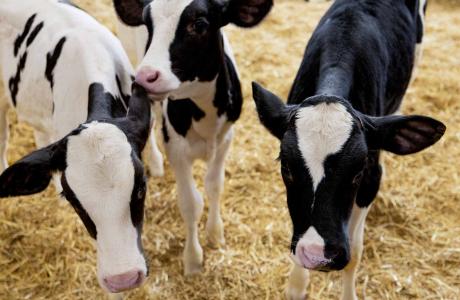 Three Holstein dairy calves standing in a pen with straw bedding.