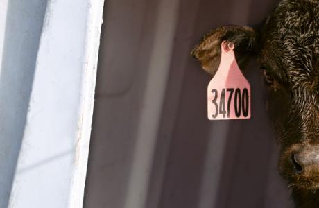 Beef calf standing in a white dairy calf hutch with pink ear tags.