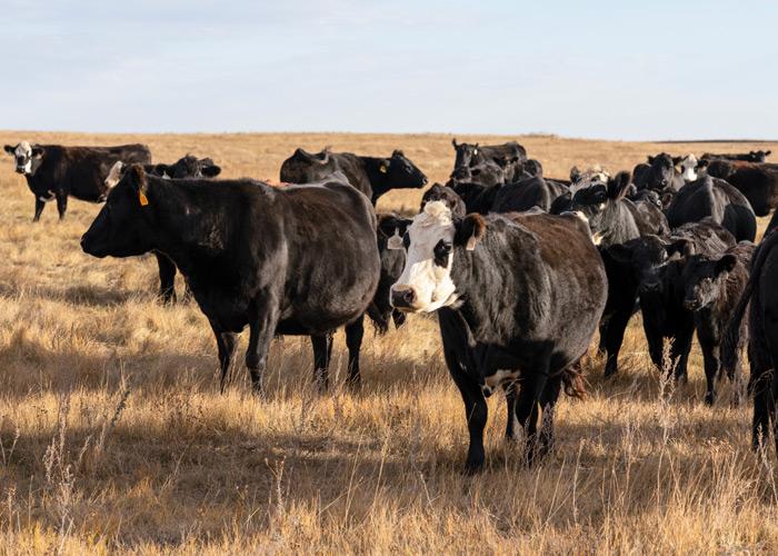 Herd of cattle to represent BRD concerns