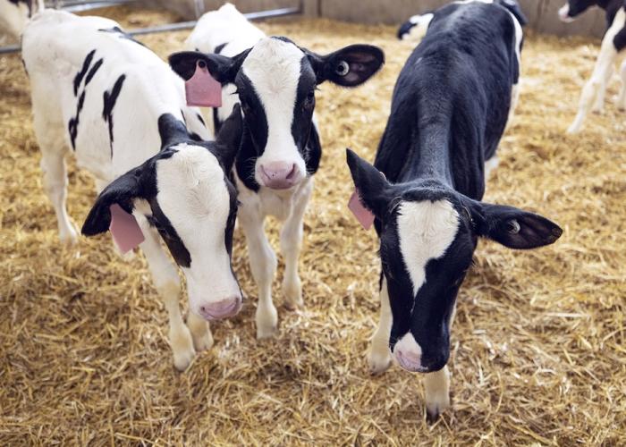 calves to symbolize BRD diagnostic options 