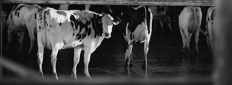 dairy cows in the barn