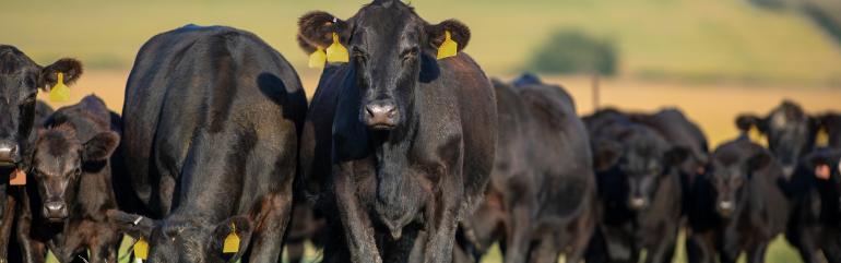 Cows Parasite Control