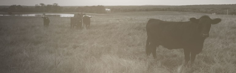Cattle in a field