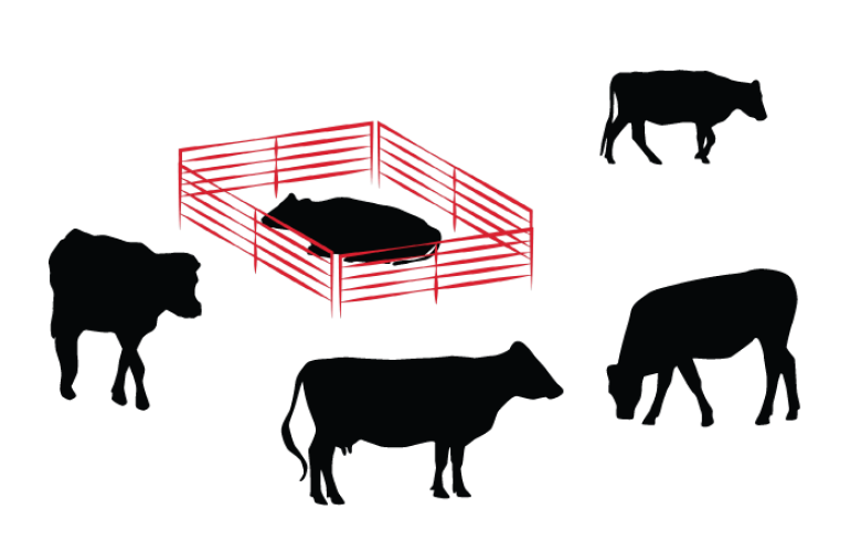 Cows standing around red enclosure 