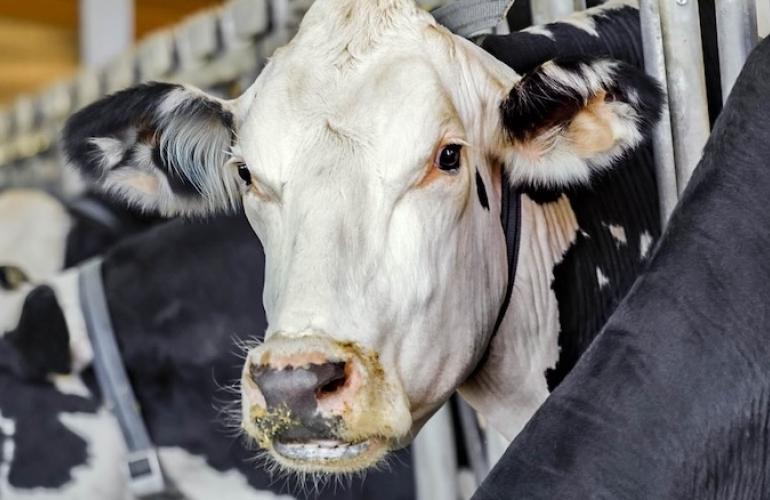 Cattle | Boehringer Ingelheim Cattle Health