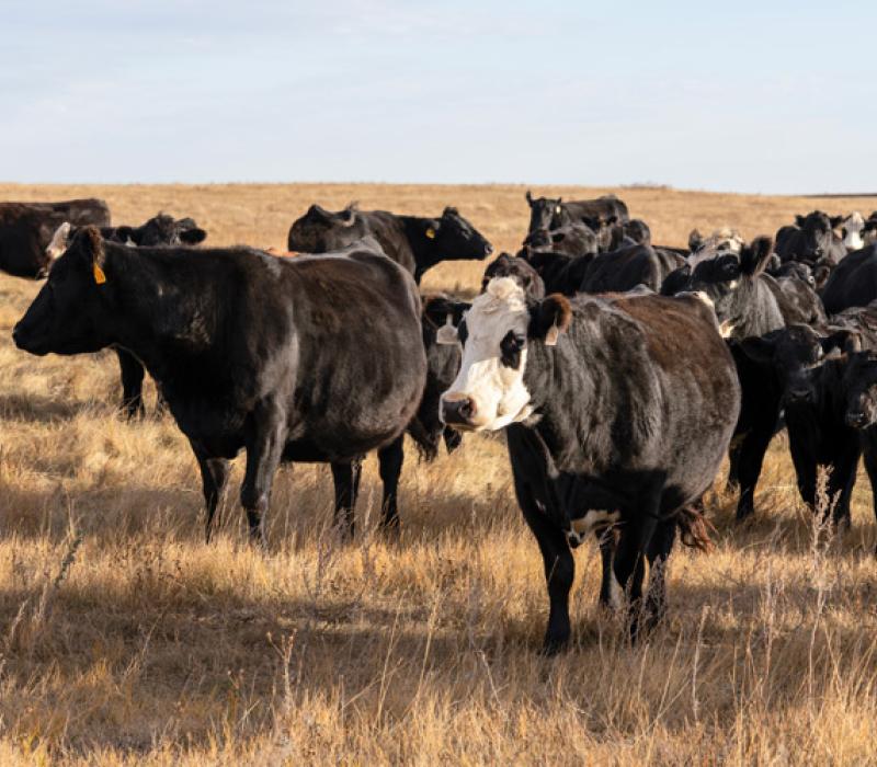 Herd of cattle to represent BRD concerns