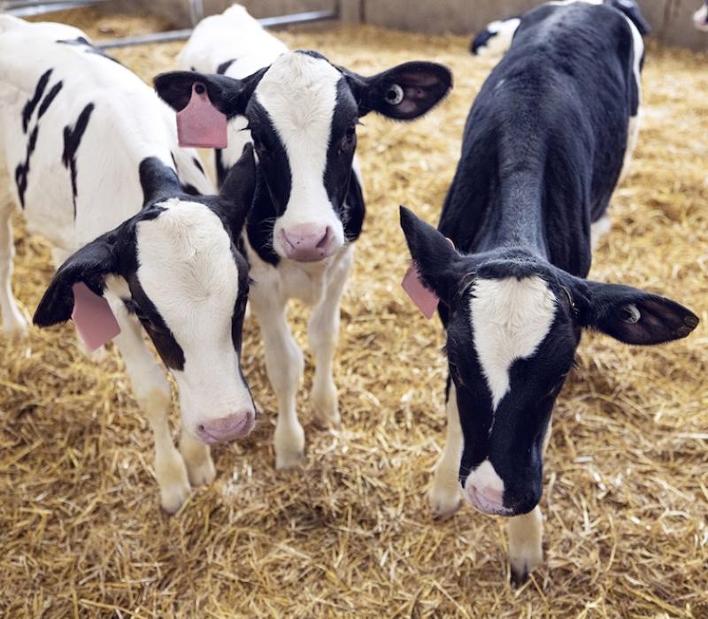 calves to symbolize BRD diagnostic options 