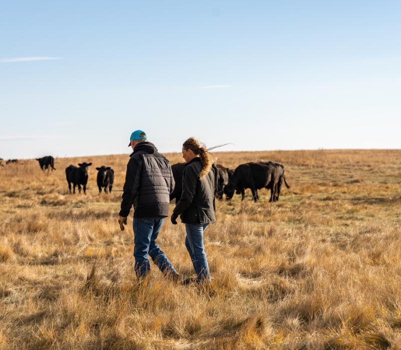 Producers walking through herd of cattle to symbolize BRD research