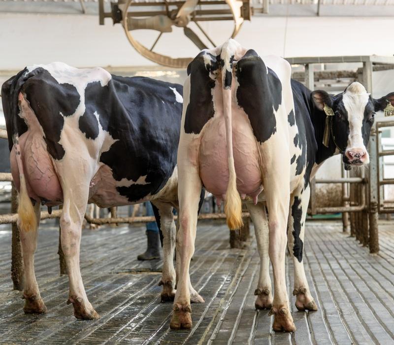 Two cows, with one turning its head to look back