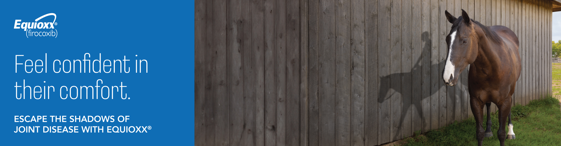 Feel confident in their comfort. Escape the shadows of joint disease with Equioxx