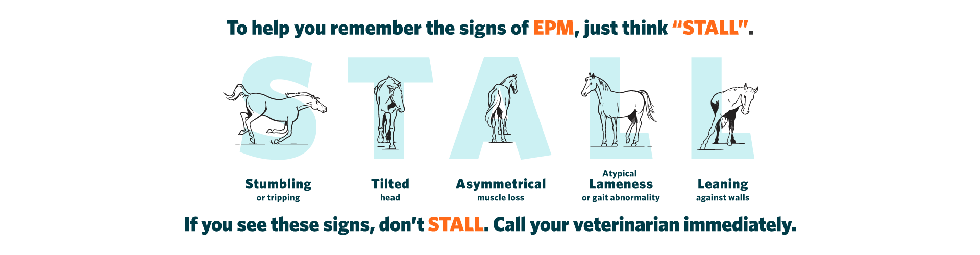 To help remember the signs of EPM, just think "STALL". Stumbling or tripping, Tilted head, Assymetrical muscle loss, Atypical Lameness or gait abnormality, Leaning against walls. If you see these signs, don't STALL, call your veterinarian immediately!