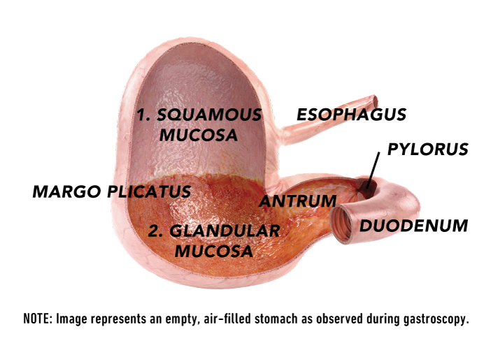 horse stomach visual