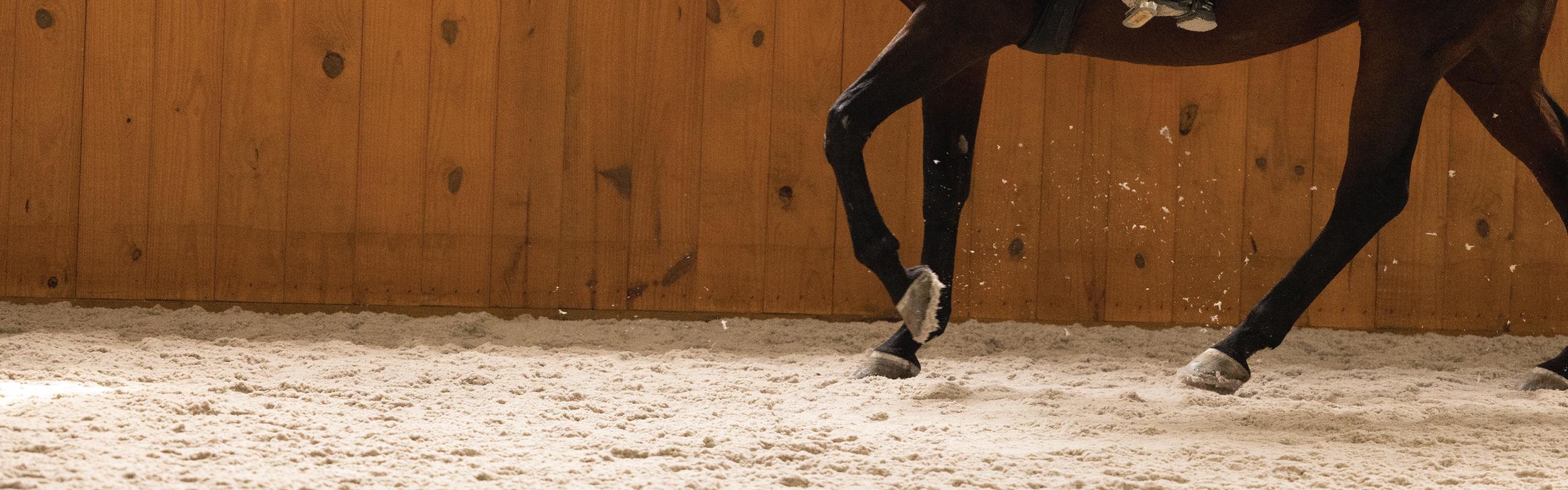 Horse legs galloping in a ring