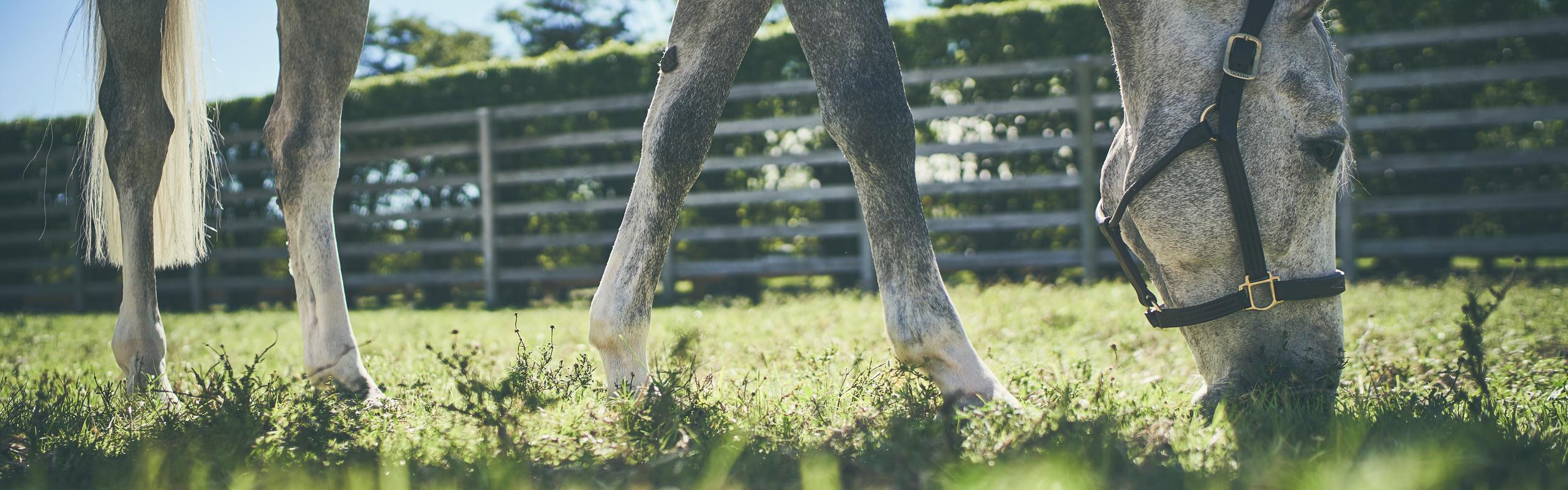 Equine Neurological health