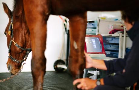 Vet treating equine joint health