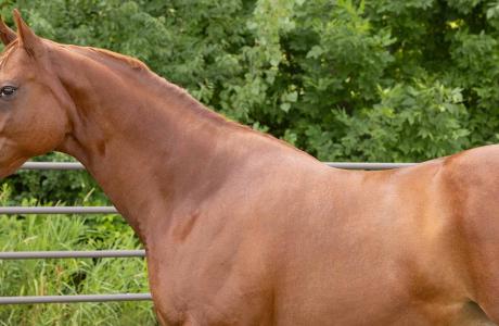 A horse running near a fence representing a whole horse approach to PPID management
