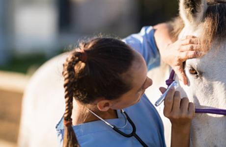 A vet checking a horses eye for possible PPID