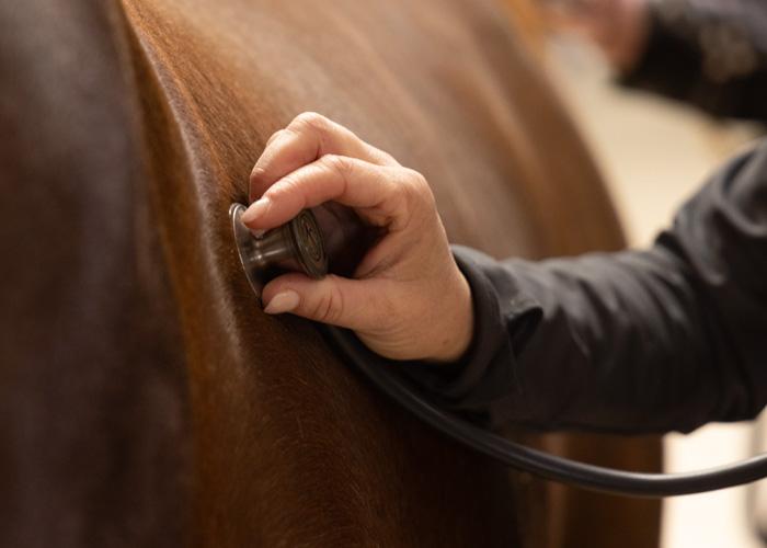 About the Equine Research Award